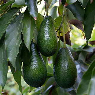 Aguacate 'Ettinger'